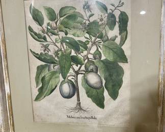 Vintage Framed Botanical