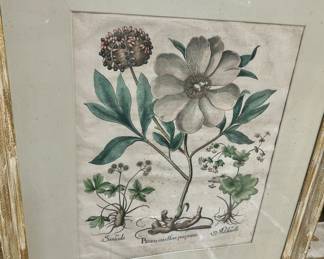 Vintage Framed Botanical