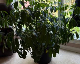 Plants