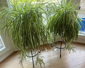 Spider Plant w/ Stand
