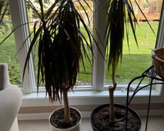 Plants
