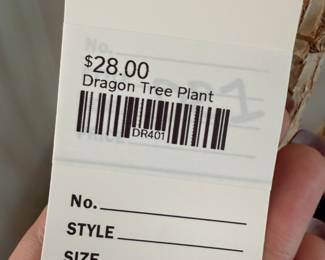 Dragon Tree Plant