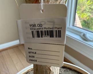 Dracaena Potted Plant