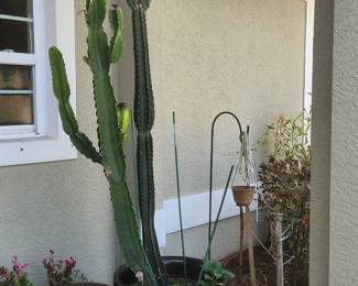 +++THIS ITEM ONLY AVAILABLE NOW AHEAD OF THE ESTATE SALE - 4 PERUVIAN APPLE CACTI IN POTS - Approximately 10' Tall (SOLD AS A LOT $100)