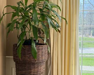 Tall Wicker Planter with Dracaena Plant