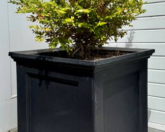 (2) Lightweight Planters with Boxwood