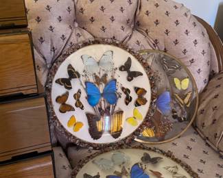 Preserved butterfly taxidermy glass collectible