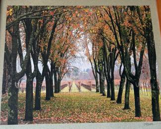 Artist Jane Baron - Autumn Vineyard