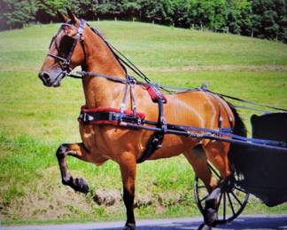 1 AmishHandMadeLeatherDrivingHarness