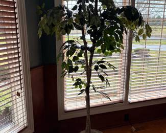 . . . faux ficus