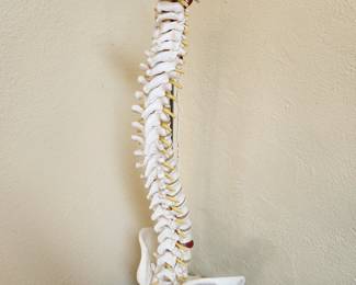 Spinal Column