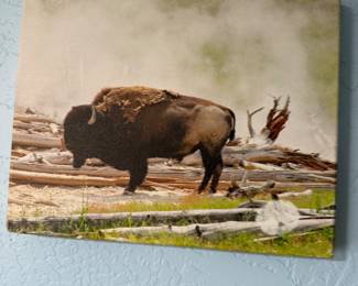 buffalo canvas