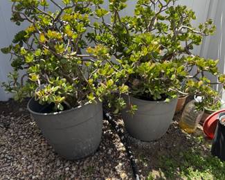 plants