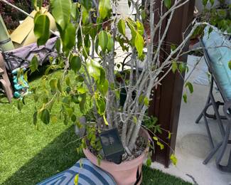 plant