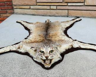 Vintage Bob Cat Taxidermy Rug Hide
Bob cat was shot by Client in the late 70’s - early 80’s in Michigan
Taxidermy is in excellent condition.
Felt on the bottom