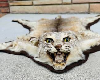 Vintage Bob Cat Taxidermy Rug Hide
Bob cat was shot by Client in the late 70’s - early 80’s in Michigan
Taxidermy is in excellent condition.
Felt on the bottom