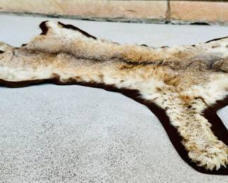 Vintage Bob Cat Taxidermy Rug Hide
Bob cat was shot by Client in the late 70’s - early 80’s in Michigan
Taxidermy is in excellent condition.
Felt on the bottom