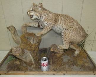Bobcat Taxidermy