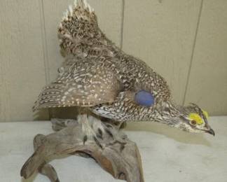 Taxidermy Grouse