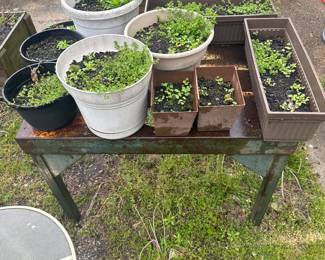 Steel bench , potting supplies