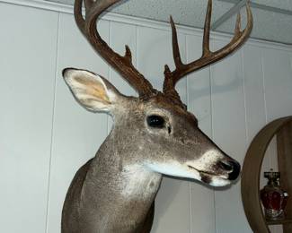 Great deer head mount
