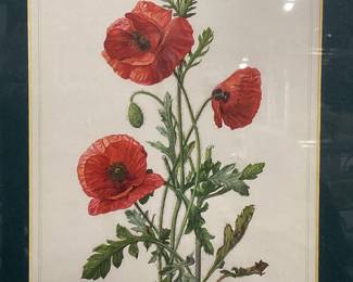 Framed Poppy Flower Botanical Lithograph
