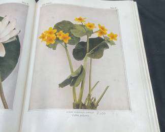 1935 Wild Flowers, Homer D House, Illustr