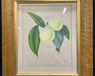 Antique Framed Brugnon Blanc Botanical Litho