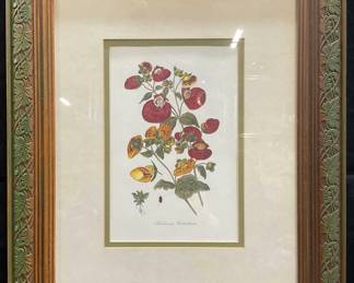 Framed Herbaceous Calceolaria Flower Lithograph
