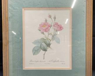 After Redoute Anemone Flowered Rose Litho