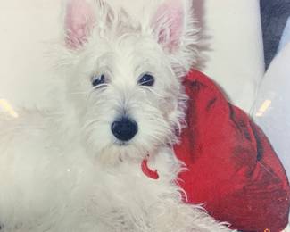 Framed Vintage Little Westie Photograph