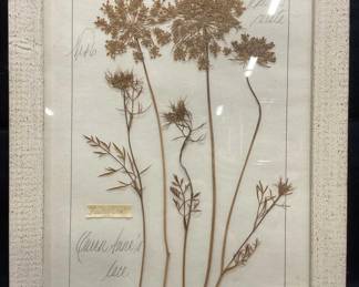 Framed Kristina Fine Pressed Flower Specimen