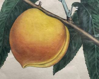 Framed Hoffy Peach Clingstone Botanical Lithograph