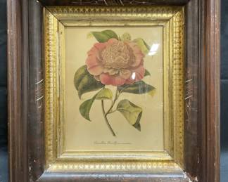 Framed Camelia Flower Botanical Lithograph