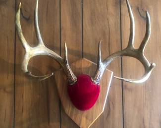 10 point antlers