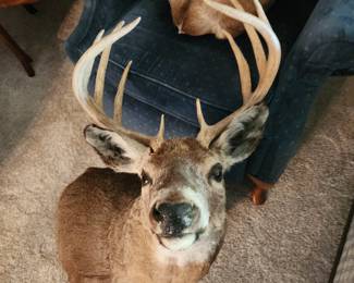 10 point Dear head