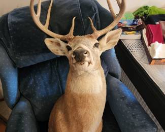 8 point dear head