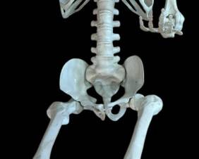 Life Size Plastic Halloween Skeleton