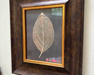 Pair of Framed Skeleton Leaves