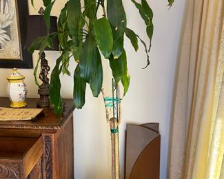 Potted Mature Corn Plant