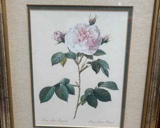 Floral Prints by Pierre-Joseph Redouté