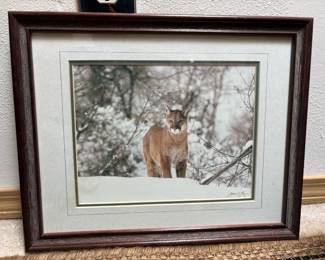 Wildlife Photography by James T. Jones