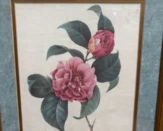 Floral Prints by Pierre-Joseph Redouté