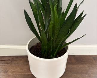 PLANT