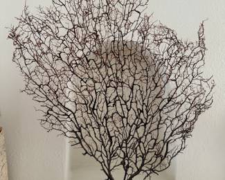 Sea Fan.
