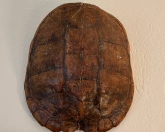 Tortoise Shell - 3 Available. Photo 1 of 2.