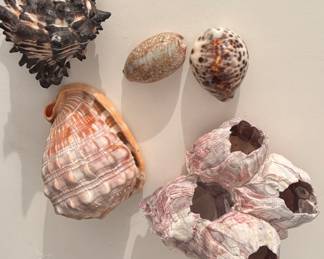 Coral & Sea Shells.