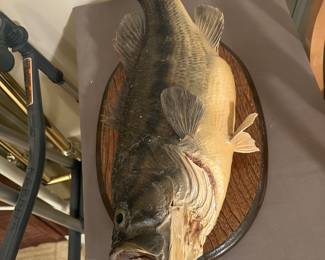 Taxidermy mounted Fish