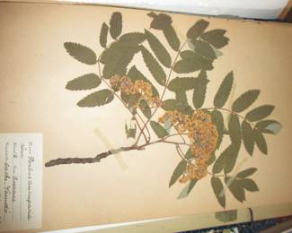 Botanical antique book