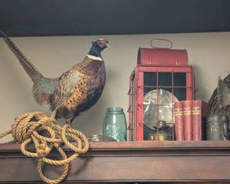 Taxidermy Pheasant